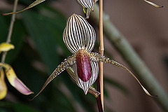 20120301 7280RAw [D~LIP] Orchidee, Bad Salzuflen