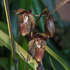 20120301 7279RAw [D~LIP] Orchidee, Bad Salzuflen