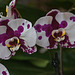 20120301 7277RAw [D~LIP] Orchidee, Bad Salzuflen