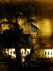 La nuit du palmier