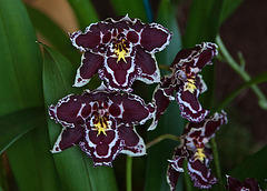 20120301 7276RAw [D~LIP] Orchidee, Bad Salzuflen