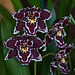 20120301 7276RAw [D~LIP] Orchidee, Bad Salzuflen