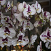 20120301 7275RAw [D~LIP] Orchidee, Bad Salzuflen
