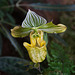 20120301 7274RAw [D~LIP] Orchidee, Bad Salzuflen