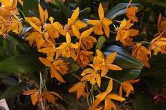 20120301 7273RAw [D~LIP] Orchidee, Bad Salzuflen