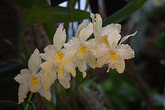 20120301 7272RAw [D~LIP] Orchidee, Bad Salzuflen