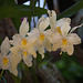 20120301 7272RAw [D~LIP] Orchidee, Bad Salzuflen