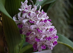 20120301 7271RAw [D~LIP] Orchidee, Bad Salzuflen