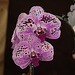 20120301 7270RAw [D~LIP] Orchidee, Bad Salzuflen