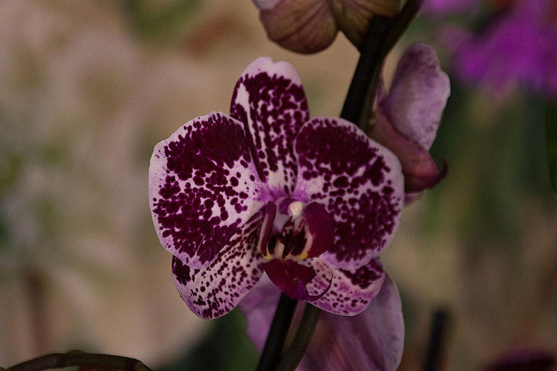 20120301 7269RAw [D~LIP] Orchidee, Bad Salzuflen
