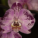 20120301 7268RAw [D~LIP] Orchidee, Bad Salzuflen