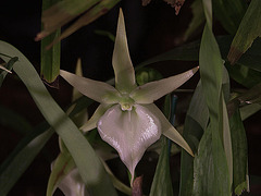 20120301 7265RAw [D~LIP] Orchidee, Bad Salzuflen