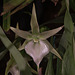 20120301 7265RAw [D~LIP] Orchidee, Bad Salzuflen