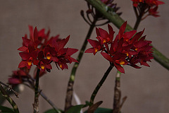 20120301 7262RAw [D~LIP] Orchidee, Bad Salzuflen