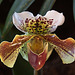 20120301 7261RAw [D~LIP] Orchidee, Bad Salzuflen