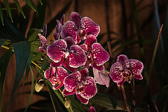 20120301 7260RAw [D~LIP] Orchidee, Bad Salzuflen