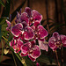 20120301 7260RAw [D~LIP] Orchidee, Bad Salzuflen