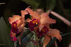 20120301 7258RAw [D~LIP] Orchidee, Bad Salzuflen