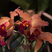 20120301 7258RAw [D~LIP] Orchidee, Bad Salzuflen