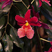 20120301 7257RAw [D~LIP] Orchidee, Bad Salzuflen