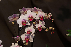 20120301 7255RAw [D~LIP] Orchidee, Bad Salzuflen