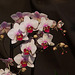 20120301 7255RAw [D~LIP] Orchidee, Bad Salzuflen