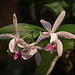 20120301 7254RAw [D~LIP] Orchidee, Bad Salzuflen
