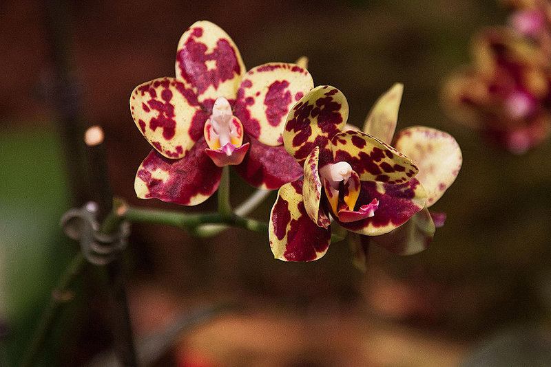 20120301 7252RAw [D~LIP] Orchidee, Bad Salzuflen