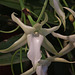 20120301 7251RAw [D~LIP] Orchidee, Bad Salzuflen