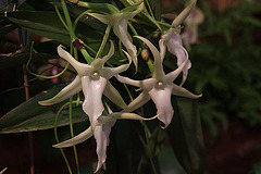 20120301 7250RAw [D~LIP] Orchidee, Bad Salzuflen