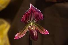 20120301 7249RAw [D~LIP] Orchidee, Bad Salzuflen