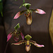 20120301 7248RAw [D~LIP] Orchidee, Bad Salzuflen