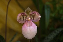 20120301 7247RAw [D~LIP] Orchidee, Bad Salzuflen