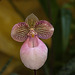 20120301 7247RAw [D~LIP] Orchidee, Bad Salzuflen