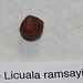 Licuala ramsayi (2)