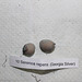 Serenoa repens ( Georgia silver )