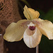 20120301 7245RAw [D~LIP] Orchidee, Bad Salzuflen
