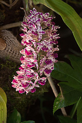 20120301 7244RAw [D~LIP] Orchidee, Bad Salzuflen