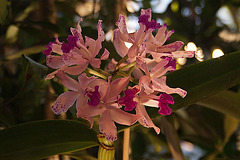 20120301 7243RAw [D~LIP] Orchidee, Bad Salzuflen