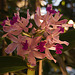 20120301 7243RAw [D~LIP] Orchidee, Bad Salzuflen