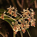 20120301 7242RAw [D~LIP] Orchidee, Bad Salzuflen