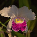 20120301 7241RAw [D~LIP] Orchidee, Bad Salzuflen