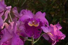 20120301 7240RAw [D~LIP] Orchidee, Bad Salzuflen