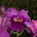 20120301 7240RAw [D~LIP] Orchidee, Bad Salzuflen