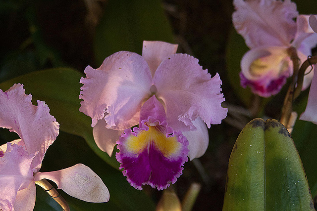 20120301 7239RAw [D~LIP] Orchidee, Bad Salzuflen