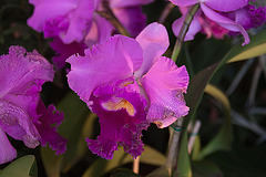 20120301 7238RAw [D~LIP] Orchidee, Bad Salzuflen