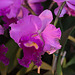 20120301 7238RAw [D~LIP] Orchidee, Bad Salzuflen