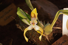 20120301 7237RAw [D~LIP] Orchidee, Bad Salzuflen