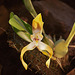 20120301 7237RAw [D~LIP] Orchidee, Bad Salzuflen