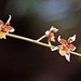20120301 7236RAw [D~LIP] Orchidee, Bad Salzuflen
